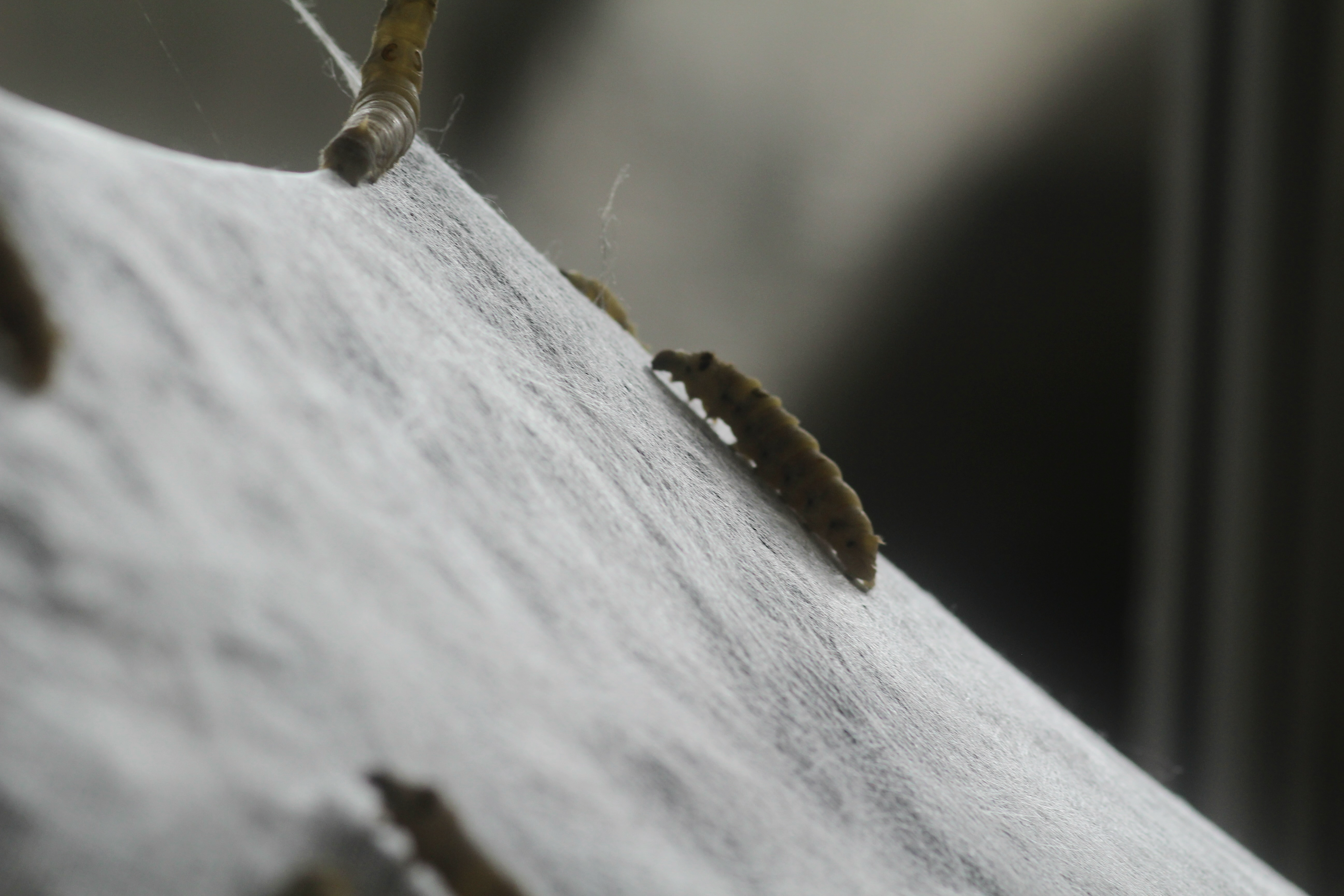 SILK-BioCraft Image 5